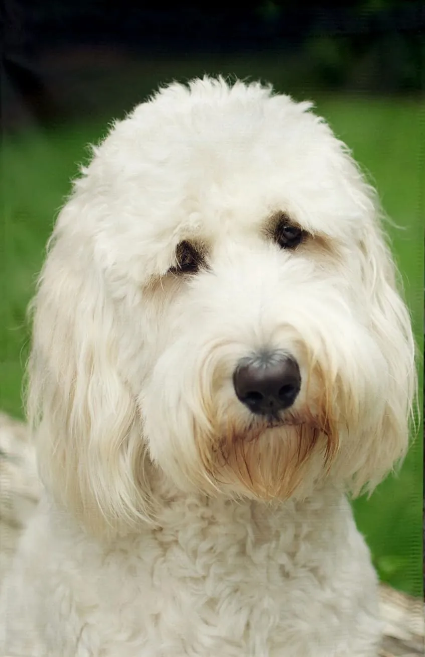 1000 Pieces Wood Puzzle Art DIY Toy Gift Fun Challenging Educational soldier solder birdlike conversely vehicle cautious Gift Art Home Decor Goldendoodle Jigsaw Puzzle for Adults 