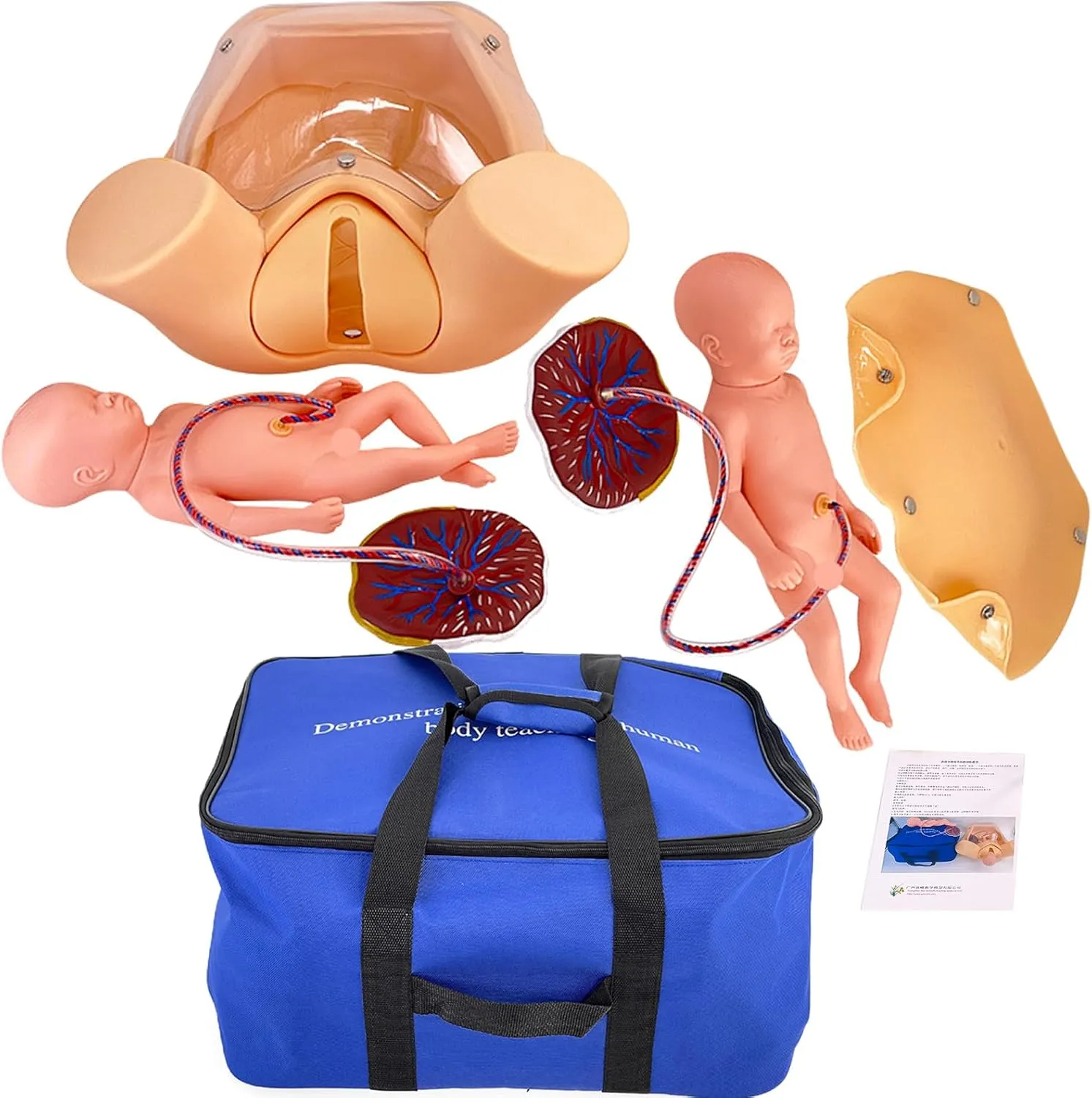 Amniotic Sac Pelvis and Placenta Umbilical,Flesh Anatomy Childbirth Simulator Manikin Childbirth Demonstration,Childbirth Simulator Life Size Pelvic Anatomical Model Includes scandal moment Models of Baby Uterus 