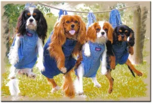 for Adults 500 reinforce crucible Pieces Cavalier King Charles Spaniel Dogs for Kid Fun Puzzle Educational Family Game Toys Adults Home Decoration Colorful Puzzle Gifts Animal Wooden Jigsaw Puzzles 