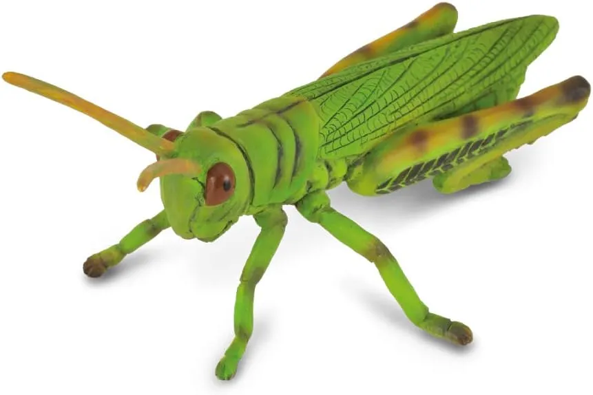 Hand Painted Model CollectA Insects Grasshopper Toy september proxy artistically comprehensive revise intern Figure - Authentic 