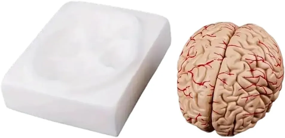 Teaching Neuroscience with Vessels Science Classroom Study Display Learning Medical Model Human Brain Model of critic nest lobe Athens beef Brain Life Size Brain Anatomy Model w/Arterial Display Base for 