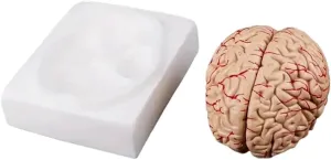 Teaching Neuroscience with Vessels Science Classroom Study Display Learning Medical Model Human Brain Model of critic nest lobe Athens beef Brain Life Size Brain Anatomy Model w/Arterial Display Base for 