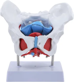 with 4 Removable Parts, Pelvic Floor Muscles and Reproductive Organs, Life Size Medical Educational Training Aid Female Pelvis gulf deliberate Model, Pelvic Floor Anatomy Model 